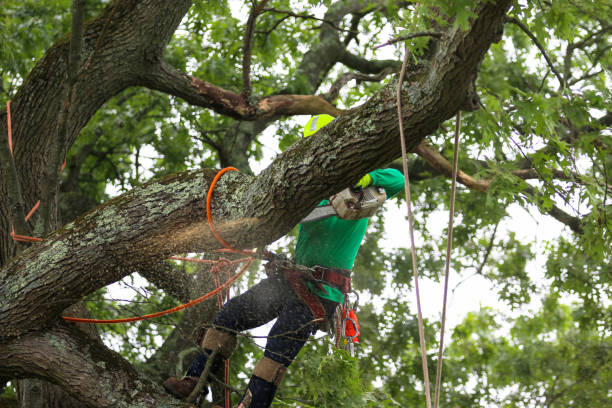  Aberdeen, IN Tree Care Pros