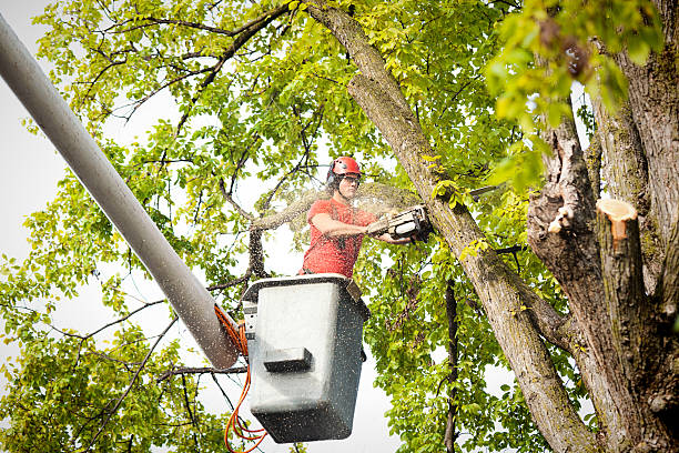 Best Tree Trimming and Pruning  in Aberdeen, IN